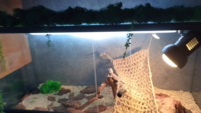 бородатая агама Сева