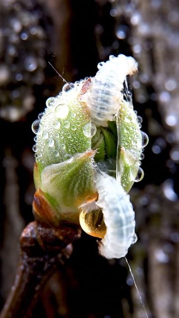 Крошечный щелчок, после которого почка уже не та