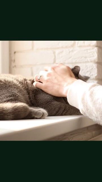 #кот #кошачьяЖизнь #домашниеЖивотные #коты