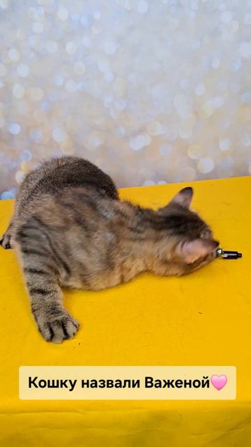 Важена едет на выставку-пристройство в Москву