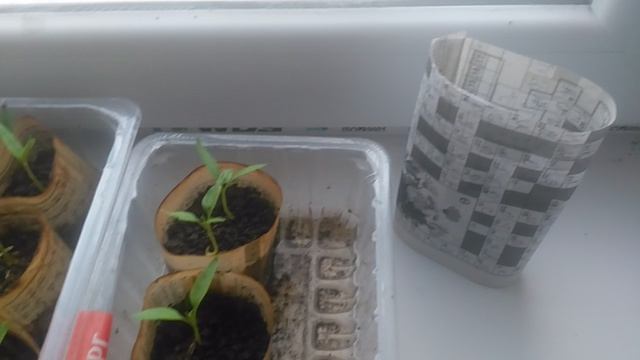Как прорастить семена перца паприка из магазина  2025.06.17
