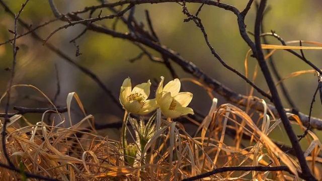 🎼. «Free»  - Pegboard Nerds & Motopony