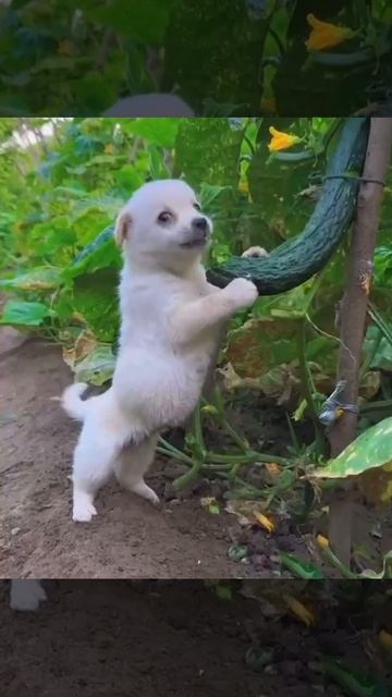 C51e943e7dca19923904c85c4f4bfcb9_532350_1775806549.mp4