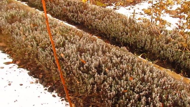 Когда нужна обрезка на обратный рост. #ВиталийОрех #Виталий7соток