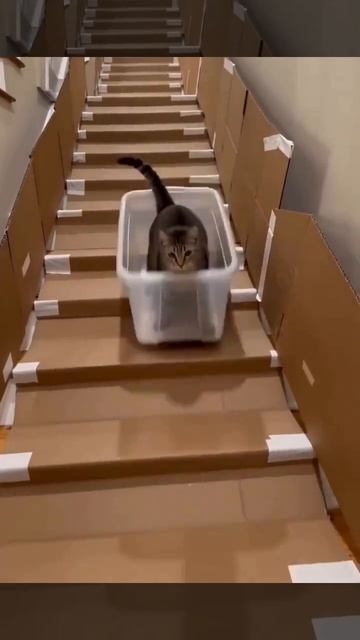 котики спускаются в коробке 📦