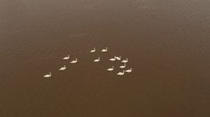 Лебеди на реке Зай, апрель 2022. Природные зарисовки