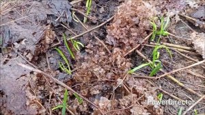 Главные дела весной на даче, лучшее средство для обработки сада, защита от заморозков, посевы и.т.д.