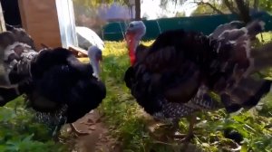 Индюки - от мала до велика