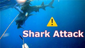 Подводная охота / Нападение акулы