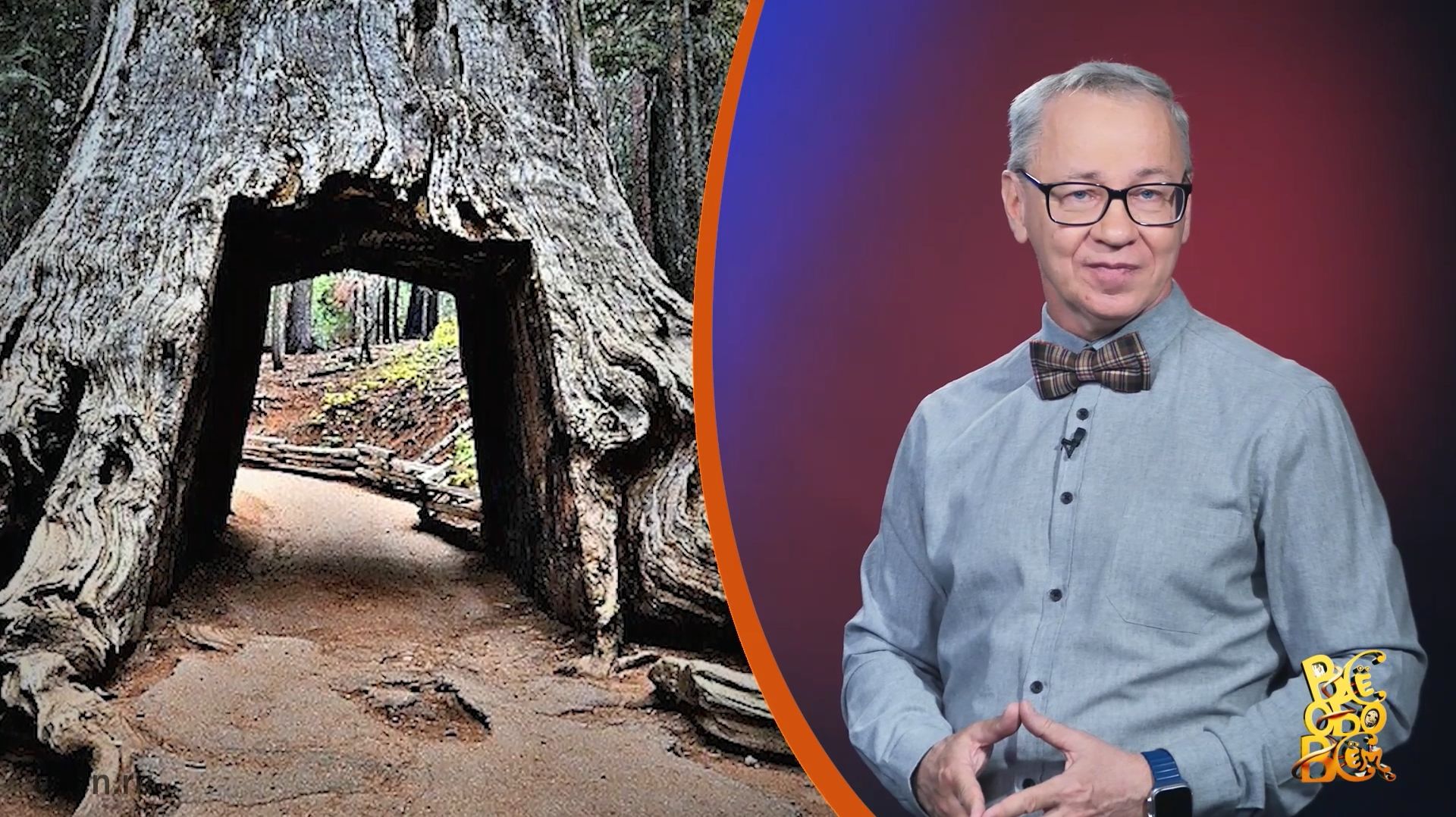 Всё обо всём. Кора с деревьев. Выпуск от 21.04.26