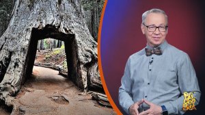 Всё обо всём. Кора с деревьев. Выпуск от 21.04.26