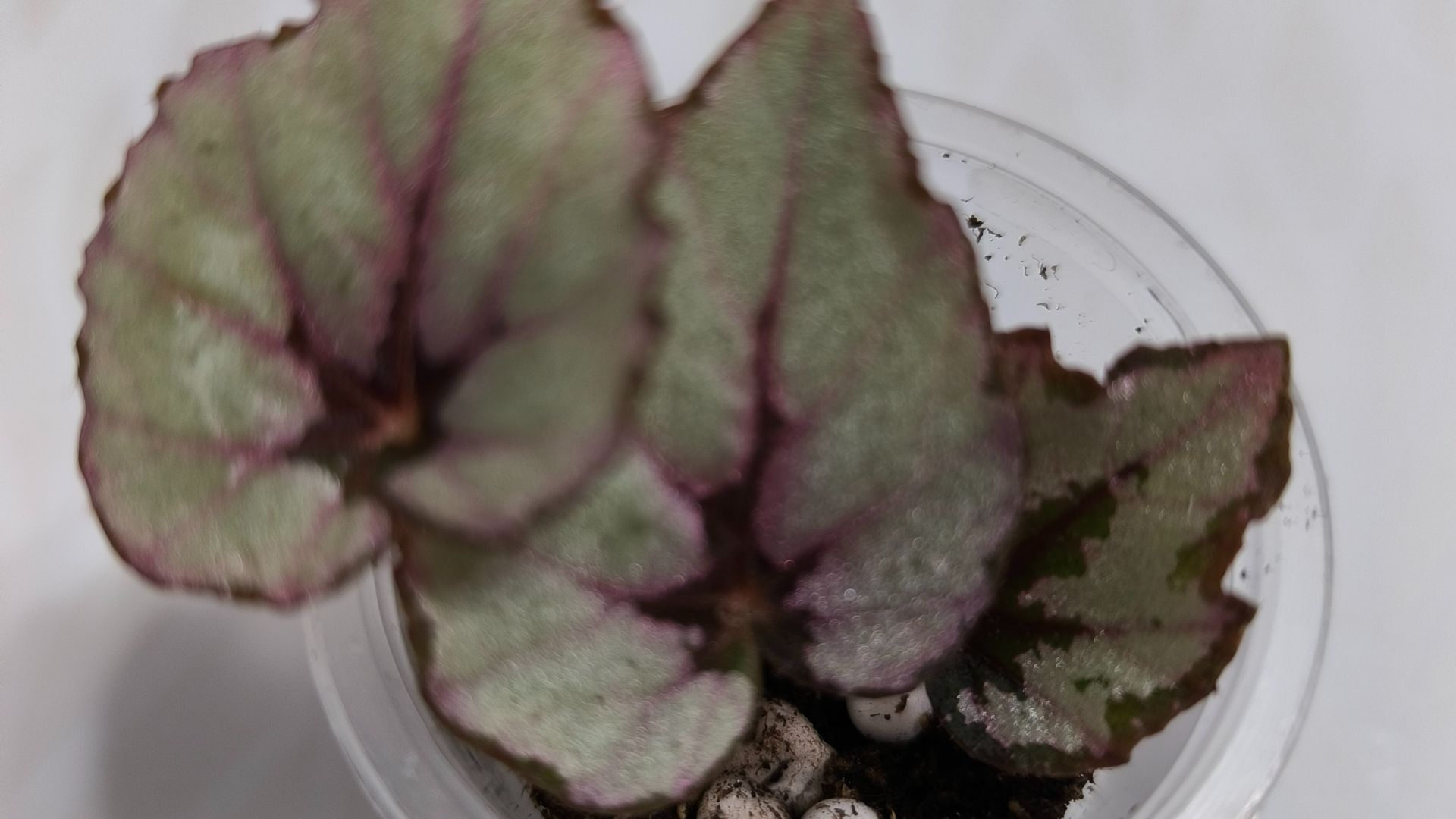 отсадка детки бегонии с поверхности листа