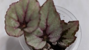 отсадка детки бегонии с поверхности листа