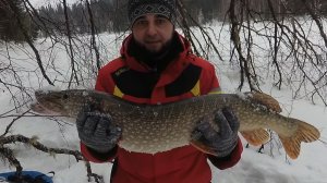 Загадочная борьба с Сибирской барракудой!