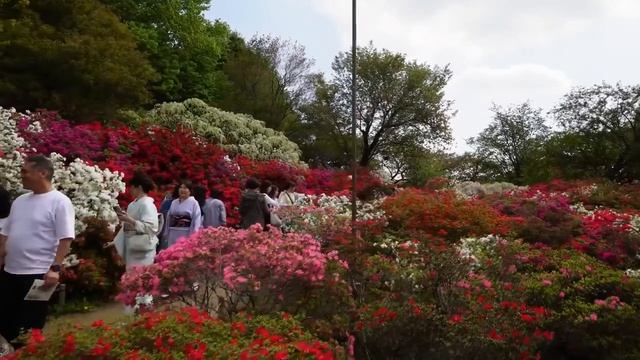 САДЫ ЯПОНИИ ЦВЕТОЧНЫЙ ПАРК АСИКАГА РАЙ ЦВЕТУЩИХ ГЛИЦИНИЙ И АЗАЛИЙ