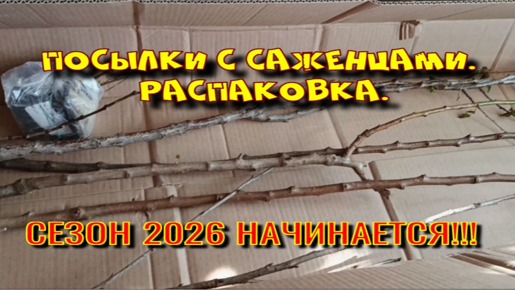 Посылка с саженцами. Распаковка.