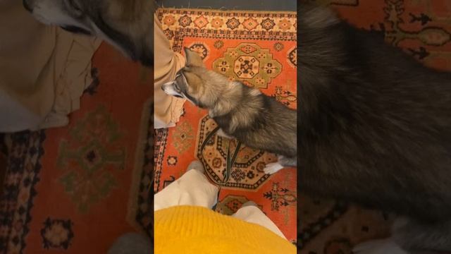 Выбросили щенка сибирского хаски💔 ИЩЕТ ДОМ