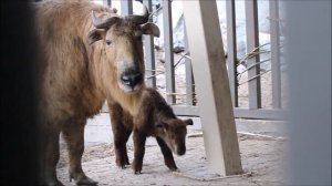 Прибавление у золотистых такинов 21.04.2026