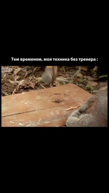 Да простят меня все тренеры