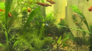 Купить Продать Аквариумных рыбок Нефтеюганск гуппи меченосцы тернеции неоны данио каридорос петушков