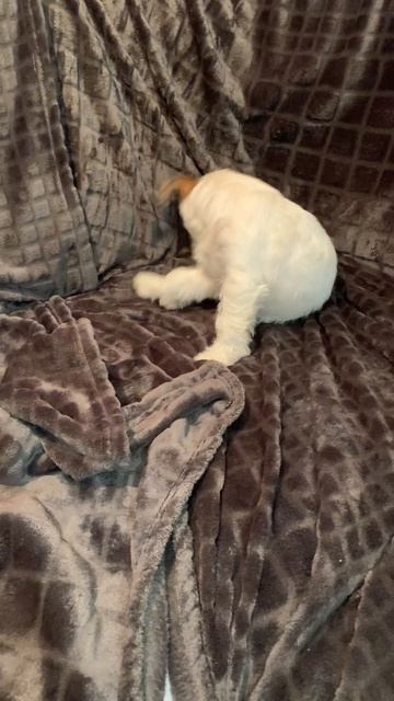 Allegro Diavoletto Zhul'en Aka Батон