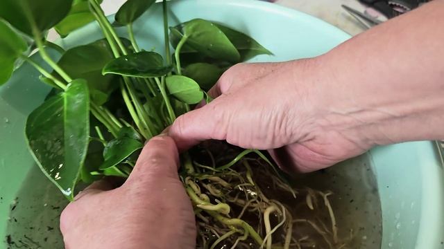 Разделение и пересадка антуриума Emerald (Изумруд) с Wildberries