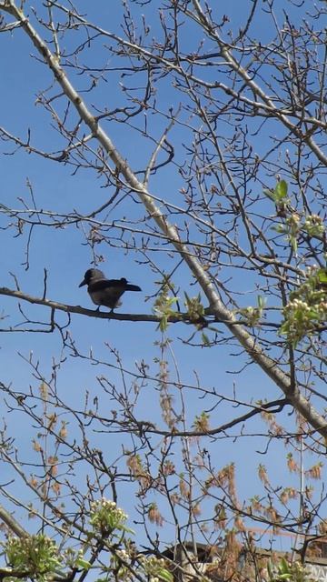 Местный пернатый