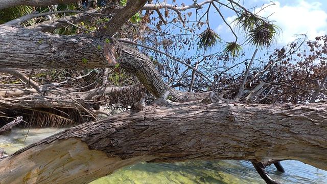 20. Мальдивы Ноябрь 2025. Остров Тодду. Крабы на Диком пляже напротив Свалки