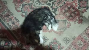 21,22 февраля 2024 г.Мой дом.Продолжаю делать стенку из камня.