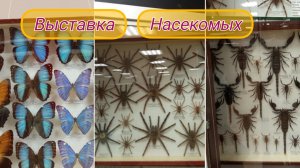 выставка насекомых разных видов 🕷️🦂🦋🪳🪲🦗🕷🐜🐞🐝