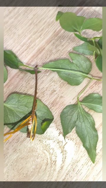 как легко укоренить клематис