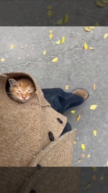 Прогулка в кармане