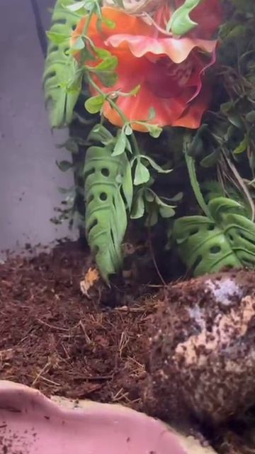 МОИ ЛЕГУШКИ САШЛИ СУМА!