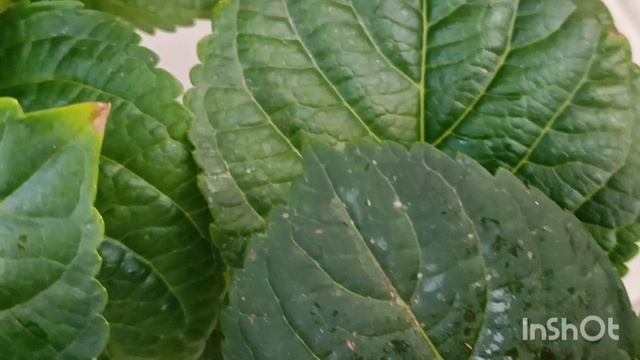 Зацветает красота 🌺🌿❤️