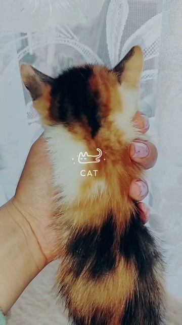 Носики курносики 😍 ищут добрые и любящие семьи🙏  Беременную кошку спасли от стаи злых собак, т.к.