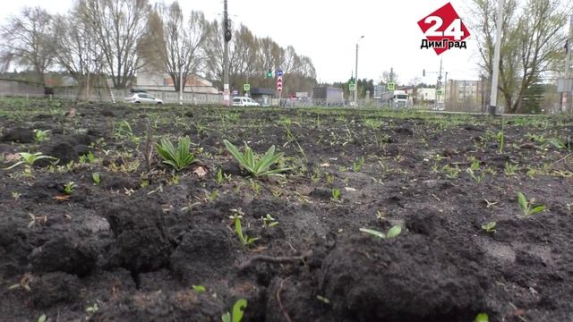 На новом кольце цветов не будет