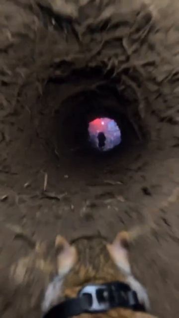 Мемы с животными