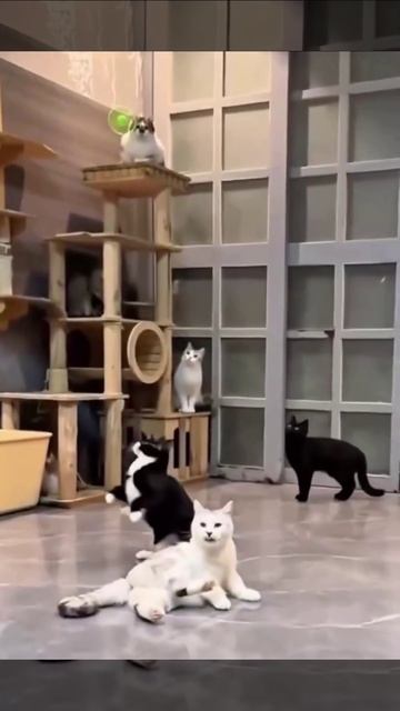 Замедленные коты