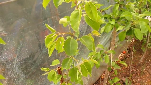 ОБРЕЗКА ОСЛАБЛЕННЫХ САЖЕНЦЕВ #ВиталийОрех #Виталий7соток