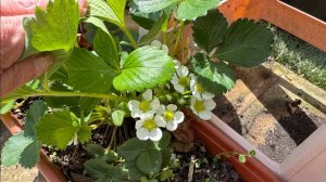 Гуляем, клубники цветет много, надеемся на ягодки.