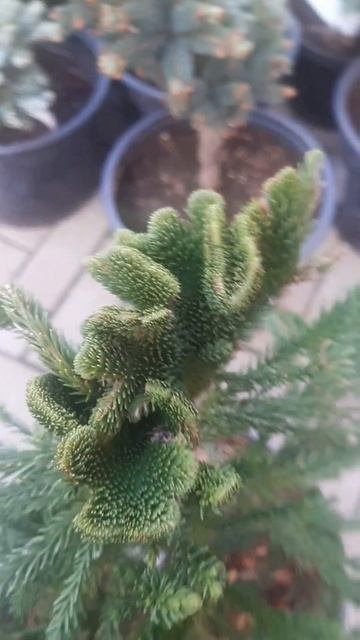 ❤🌲Криптомения японская Серама
✔Продажа растений в макс и телеграм канале: Https://t.me/love_is_hvoin