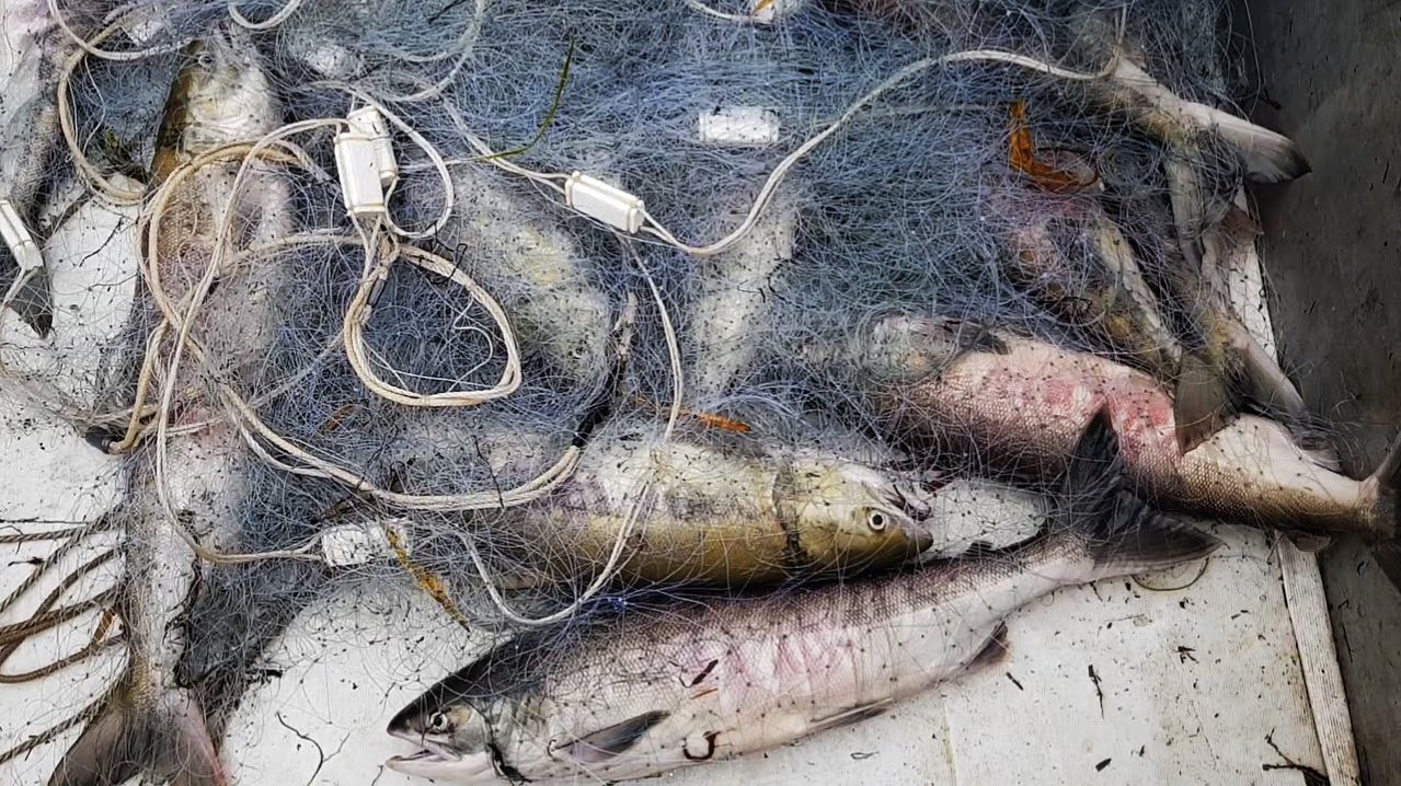 Ловля Красной Рыбы. Кета. Лучшая Промысловая Рыбалка на RUTUBE Онлайн Рыбалка на КЕТУ Онлайн 2026