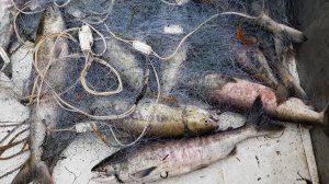 Ловля Красной Рыбы. Кета. Лучшая Промысловая Рыбалка на RUTUBE Онлайн Рыбалка на КЕТУ Онлайн 2026