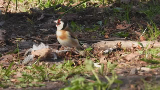 Щегол собирает материал для строительства гнезда, наблюдение птиц, 21 апреля 2026