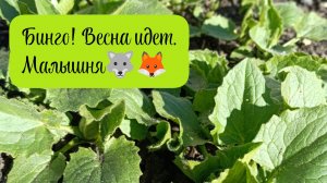 Вязальная активность "Бинго! Весна идёт" от "Вязание - это серьёзно". Волк, волчица, лиса, гуси🦊🐺