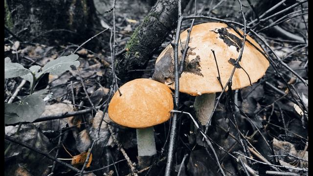 П. Коэльо. О значимости мелочей. Притча 49. Книга Воина Света