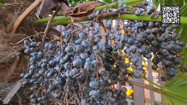 ГЕЛЕНДЖИК - ПЛЯЖИ ГОТОВЯТ к СЕЗОНУ 2026. ПРОГУЛКА на ЗАКАТЕ