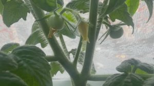 А дома меня ожидал сюрприз.