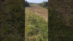 Хаски Дик забеги по полям 30.08.2025