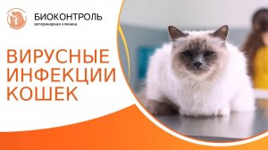 Вирусные инфекции кошек: симптомы, лечение, профилактика. Хронические вирусные инфекции кошек. 18+